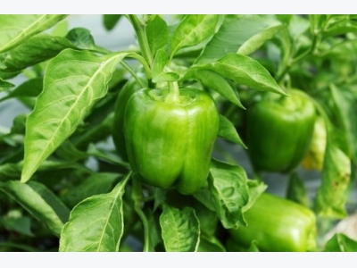 Bumper crop floods bell pepper market in northern US