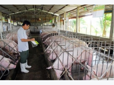 Quy trình thực hành chăn nuôi lợn theo VietGAHP