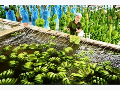 HAGL bananas now available in China