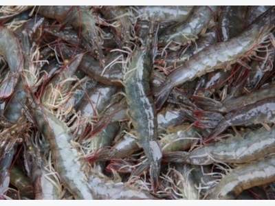 Shrimp thrive on fishmeal replacement