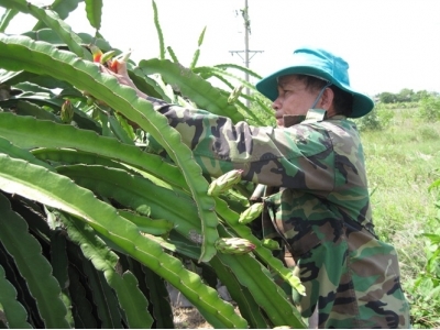 Thanh long sạch, hướng đi tất yếu để xuất khẩu