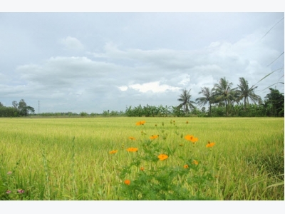 Những dịch bệnh hại cần chú ý trong tuần (từ 19-25/9)