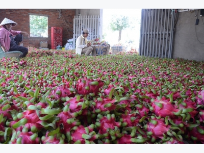 ​Vietnamese dragon fruit wins Aussie entry after decade-long negotiation