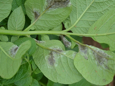 Late blight: fast & very destructive