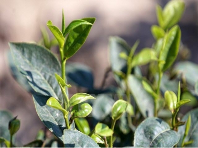 Vietnams tea exports still in downtrend