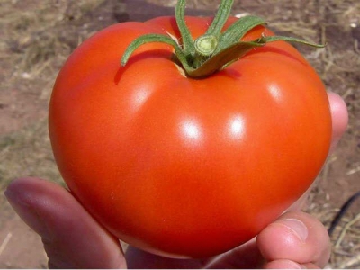 Tomatoes year-round – new cultivars