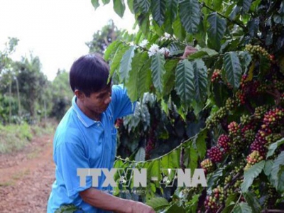 Nông dân Tây Nguyên chống rụng quả cho cây cà phê