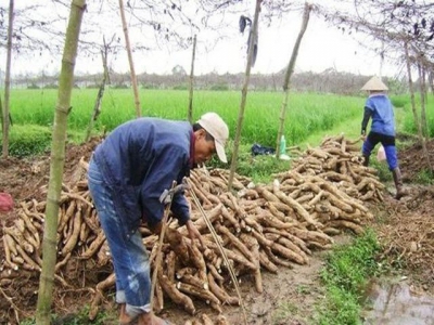 Vietnam exports less, but earns more from cassava