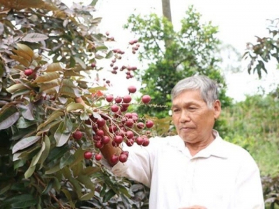 Farmer earns huge money from purple longan