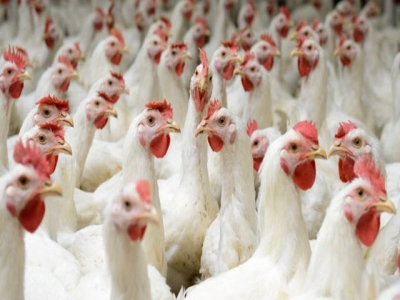 Stress may affect gender ratio of poultry offspring