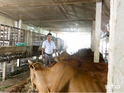 Vỗ béo đàn bò cho thu nhập khá cao