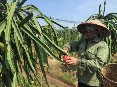 Ky Son district delightedly implements the movement of farmers doing good production