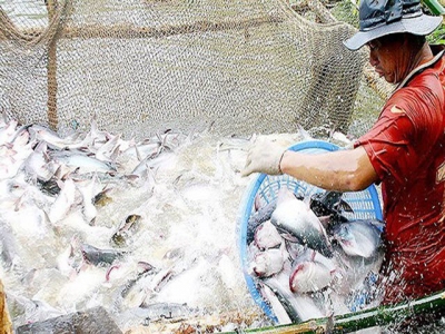 Exports of tra fish earns US$1.2 billion in first seven months