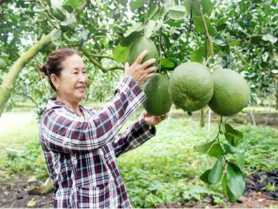 Làm nông vẫn thu tiền tỷ mỗi năm