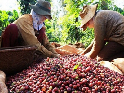 Vietnam tightens grip on worlds coffee market