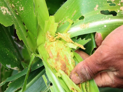 Fall armyworm attacks Vietnams agriculture