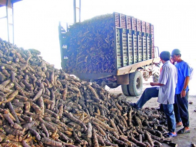 Vietnam mastering extraction of Nano cellulose from cassava