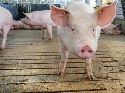 How to train gilts for electronic sow