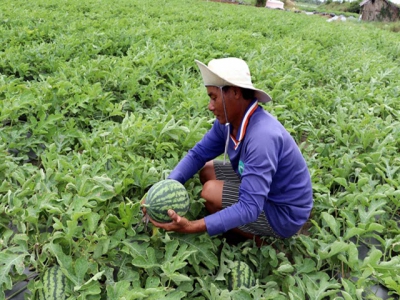 Sóc Trăng eyes expansion of net-house vegetable farming