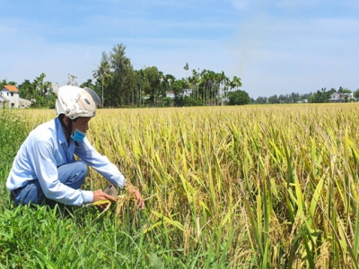 Mô hình nông nghiệp thông minh có hiệu quả với nhiều loại cây trồng