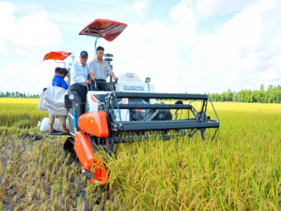 Sản xuất cánh đồng lớn nâng cao chất lượng lúa gạo