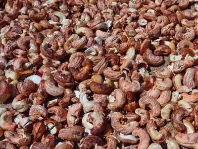 Small cashew nut processors shut down as raw material becomes too expensive