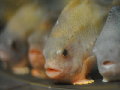 Lumpfish study counters cleaner fish critics