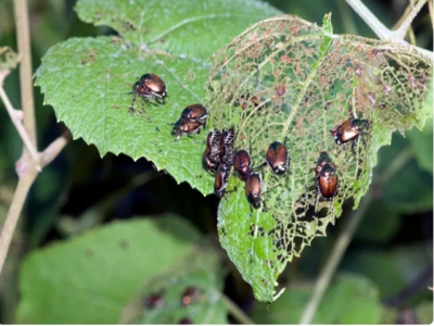 The Japanese Beetles Are Back