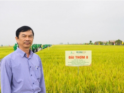 Vietnamese fragrant rice variety Dai Thom 8 proves superior