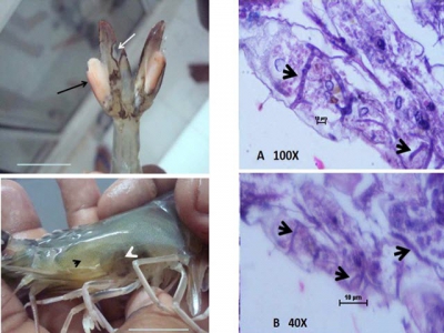 Pythium insidiosum - mầm bệnh nấm cơ hội trên tôm thẻ bố mẹ