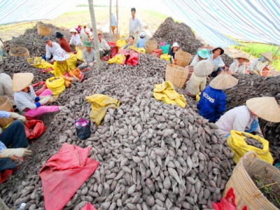 Agriculture mapping to orient sweet potato development