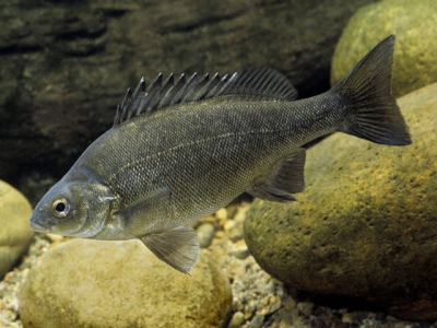 Diseases of the Australian Freshwater Fish Silver Perch (Bidyanus bidyanus) - Part 8