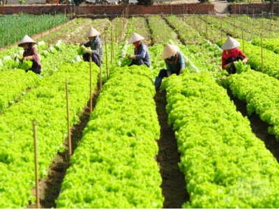 Vegetable growers in Da Lat staggered
