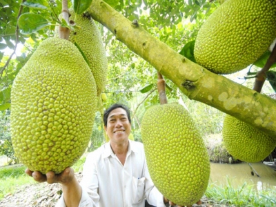 An Giang to quadruple area planting vegetables, fruit trees in next decade