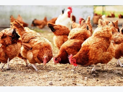 Một số yêu cầu trong chăn nuôi gà hữu cơ