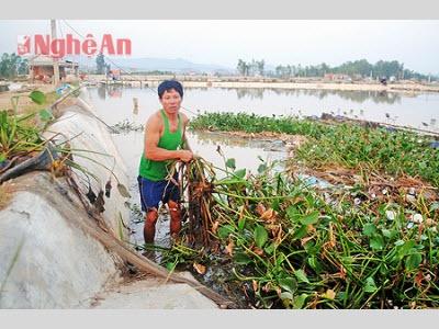 Khẩn Trương Khôi Phục Vùng Nuôi Tôm