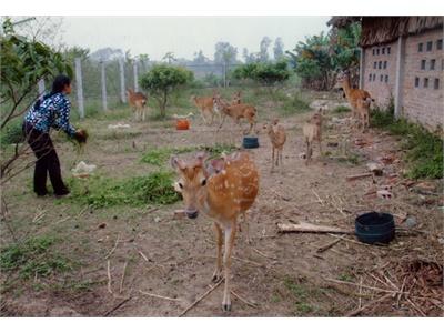 Chăm Sóc Hươu Đực Giống Và Lấy Nhung