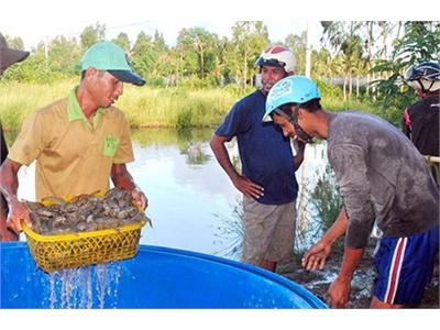 Cần Thận Trọng Cho Vụ Nuôi Mới