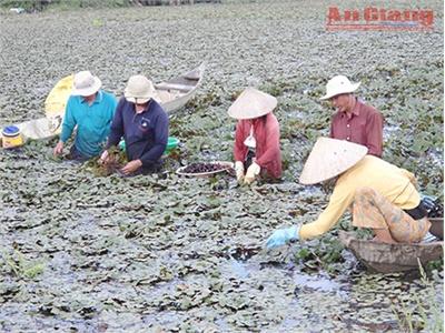 Phất Lên Nhờ Trồng Ấu Trên Đất Ruộng