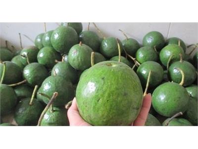 Bơ Chín Muộn, Giá Trên 100.000 Đồng/kg Vẫn Cháy Hàng