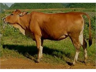 Giống Bò Lai Zebu Chiếm Tỷ Trọng Cao Trên Tổng Đàn Gia Súc