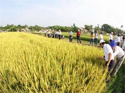 Trung Tâm Phát Triển Cây Trồng Hà Nội Khảo Nghiệm, Chọn Tạo Những Giống Lúa Chất Lượng