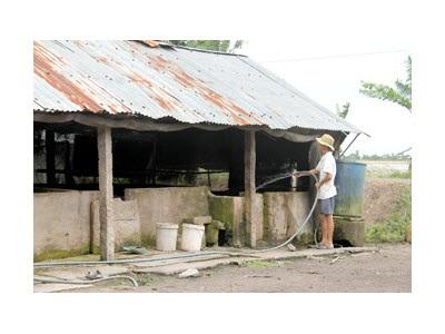 Phát Triển Chăn Nuôi Heo Quy Mô Nhỏ Tại Nông Hộ Hiệu Quả Nhưng Khó Tránh Rủi Ro