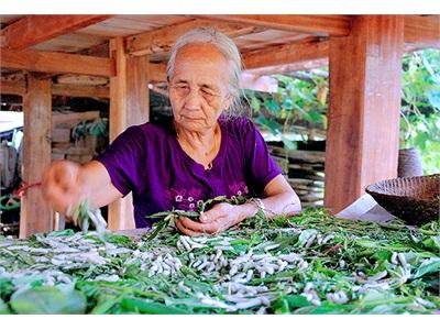 Bước Đầu Phát Triển Mô Hình Nuôi Tằm Ăn Lá Sắn Ở Nậm Nèn