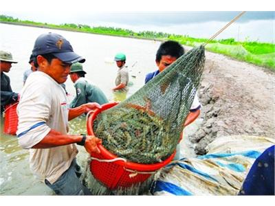 Tôm Việt Nam Không Lùi Bước