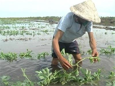 Mưa Lớn Làm Ngập Úng Hàng Trăm Công Rẫy Hoa Màu Ở Xã Phú Hiệp