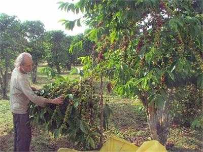 Giá Cà Phê Sẽ Do Chúng Ta Định Đoạt?