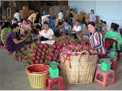 Thanh Long Ruột Trắng Mùa Nghịch Tăng Giá Mạnh