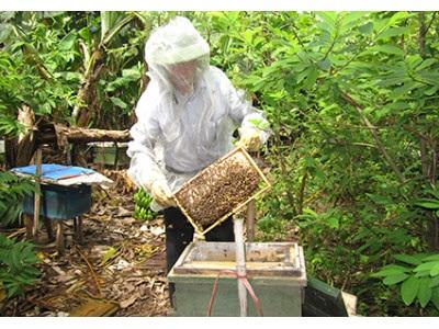 Bén Duyên Nuôi Ong, Thu Hàng Trăm Triệu Đồng/năm