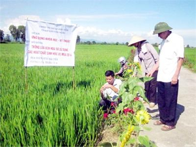 Niềm Vui Từ Mô Hình Lúa Xen Hoa